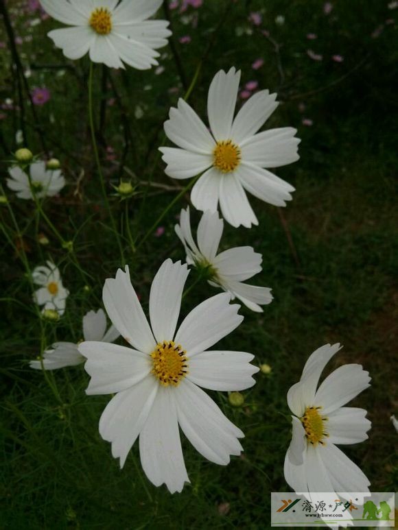et76961322442310.jpg